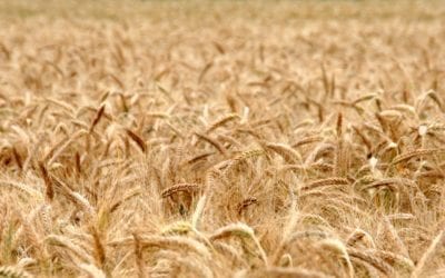 Grano tenero e grano duro: qual è la differenza?